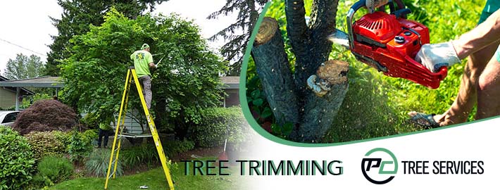 Enjoy the Sight of a Beautiful Landscape with Professional Arborists Specialized in Tree Trimming Services