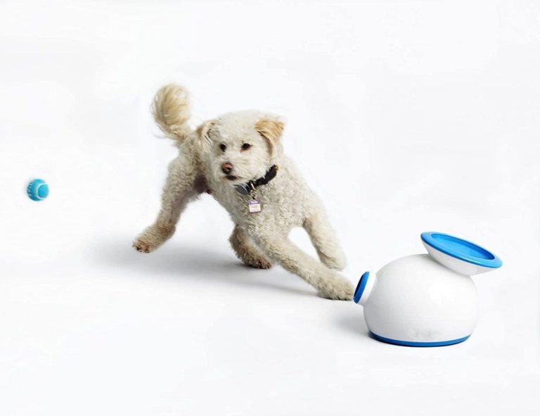 How To Train Your Dog With Ifetch Too?