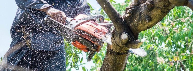What To Know Before You Hire A Tree Removal Contractor?