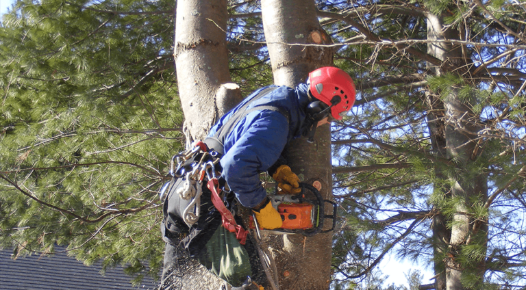 Why Aren’t My Trees Blooming? Reasons an Arborist Might Know