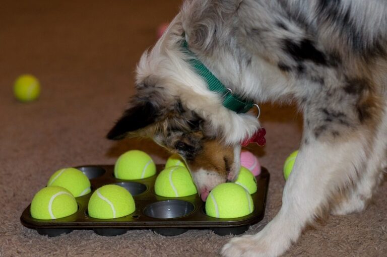 How Dog Toys Puzzles Can Benefits Your Pup