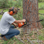tree removal Melbourne