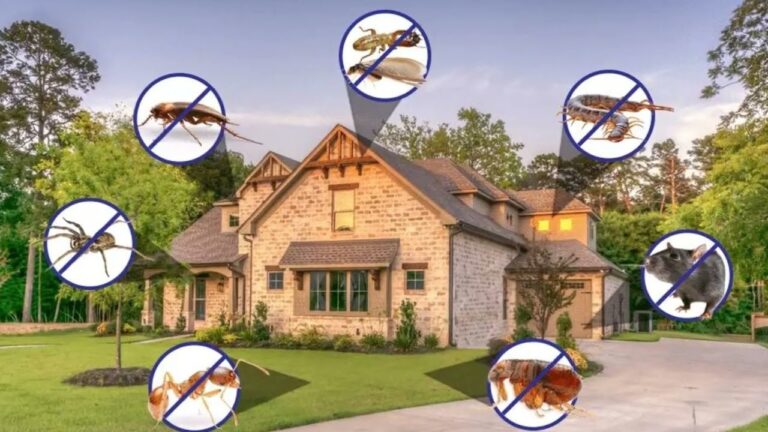The Ultimate Guide to Pest Inspections Your Key to a Pest-Free Home