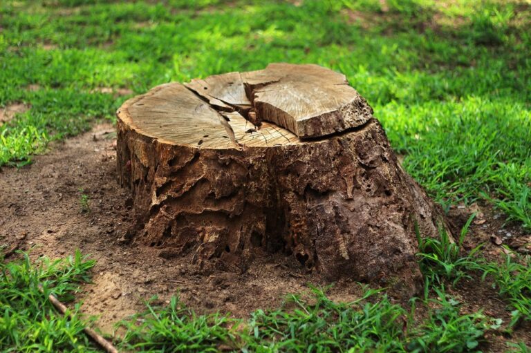 The Ultimate Guide to Stump Removal: Techniques, Costs, and Considerations